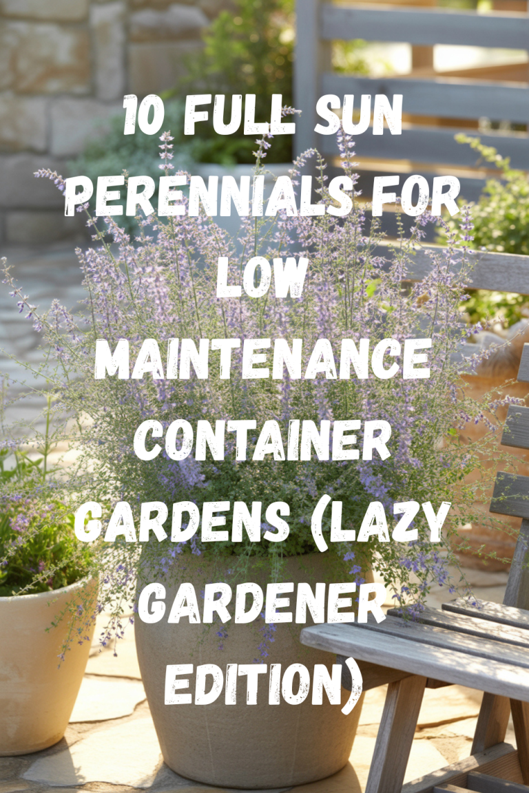 10 Full Sun Perennials for Low-Maintenance Container Gardens