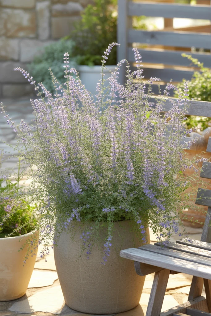 Russian Sage Brings Height and Haze