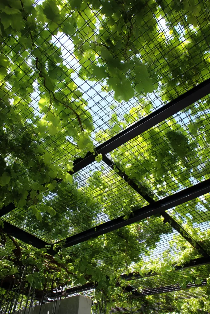 Idea 14. Stainless Steel Wire Grid with Climbing Vines